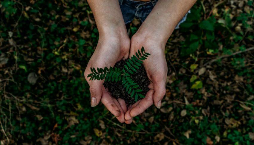 Plant in Hand | Sustainability