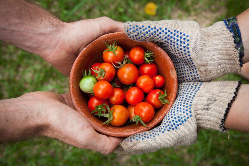 Harvesting Tomatoes