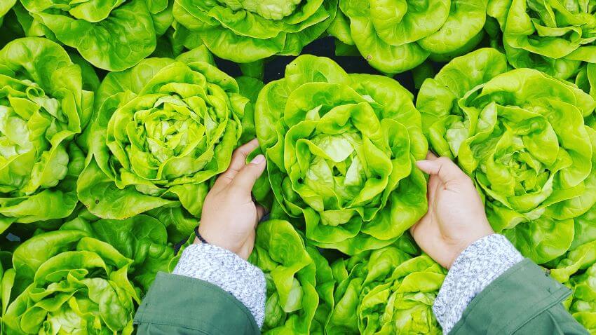 Harvesting vegetables