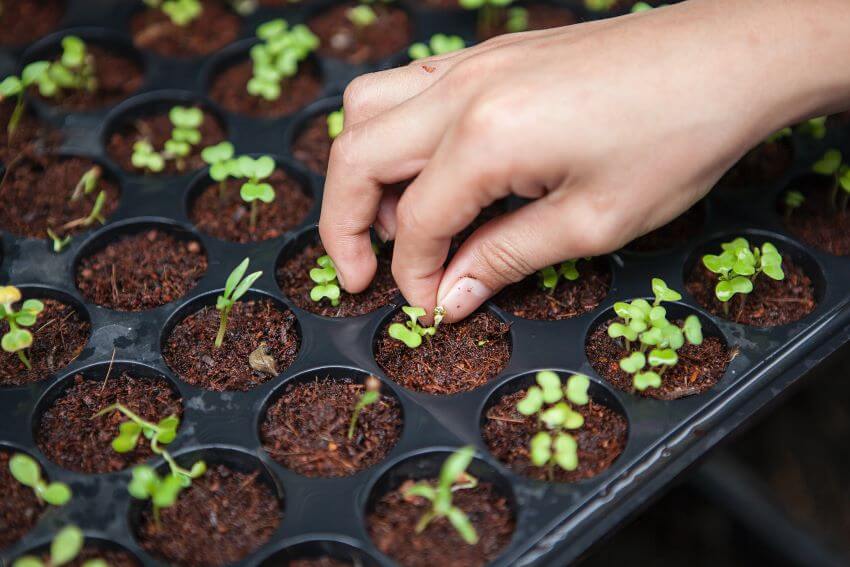 Planting and Farming