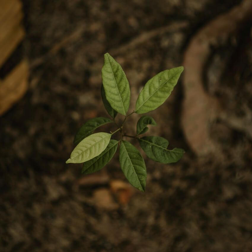 A Tree Sprout