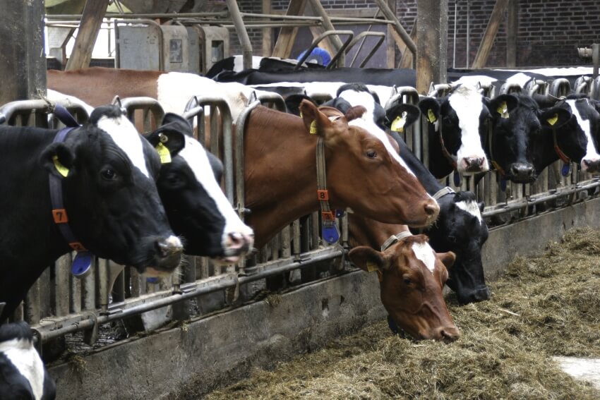 Cows in a Farm