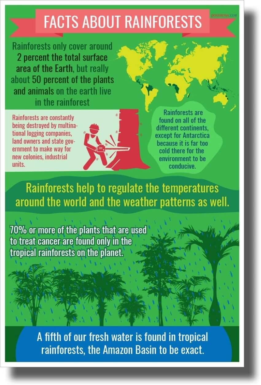 Rainforest Facts Poster