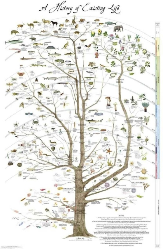 Tree of Life Poster Print