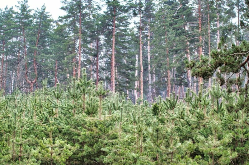 pine trees clustered together