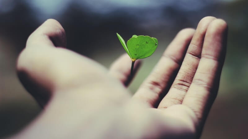 Leaf on hand