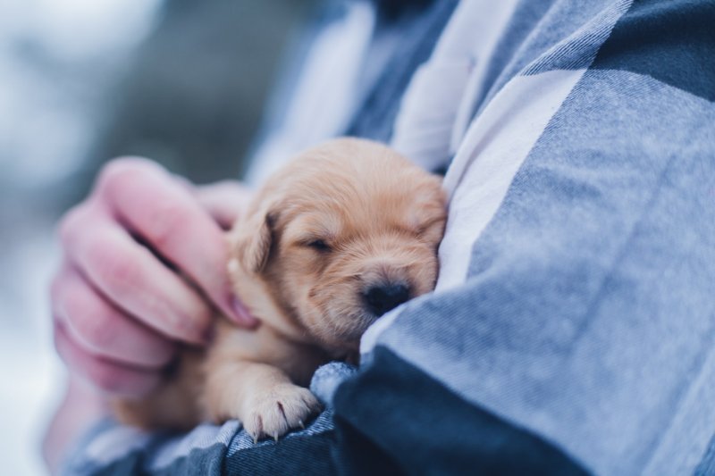 Animal Service Worker Holding a Puppy