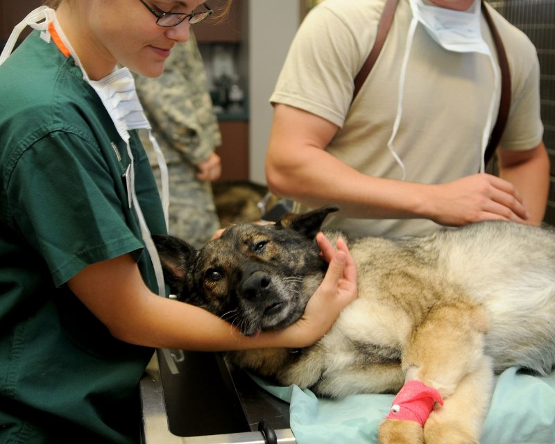 Veterinarian Aiding a Dog