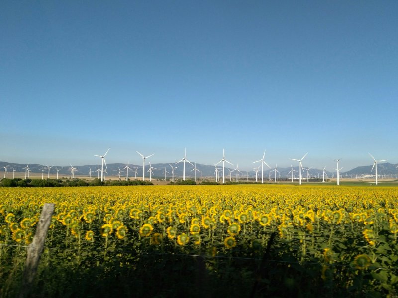 Wind Turbine and Sunflower Field