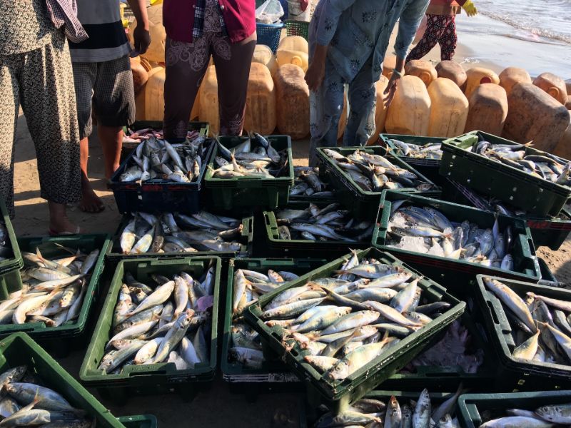 Freshly Catch Fishes on a Fish Market