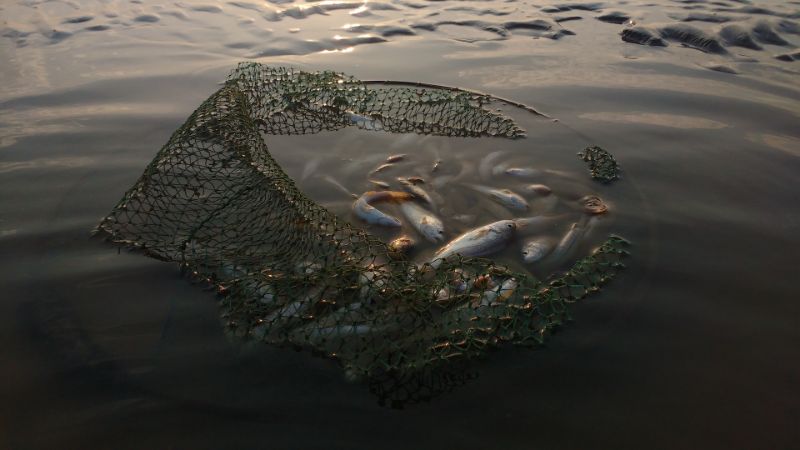 Fishes on a Fishing Net