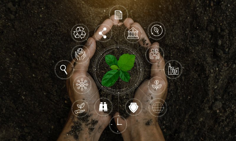 Human hand holding small plant and soil