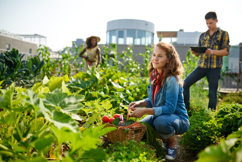 Group harvesting on a Community Garden