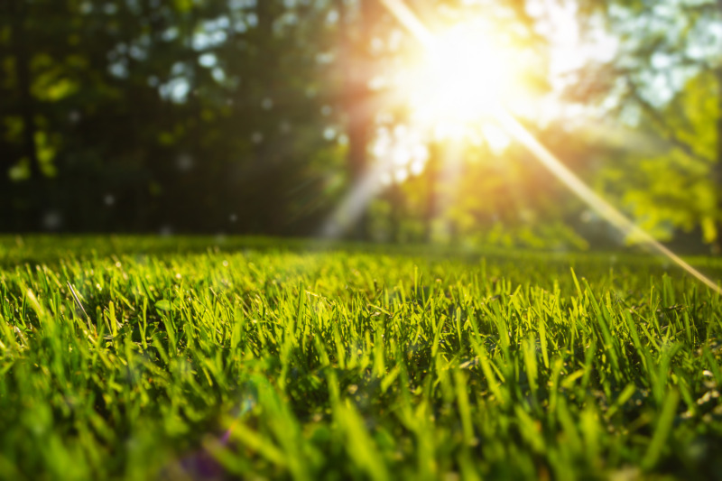 Growing grass