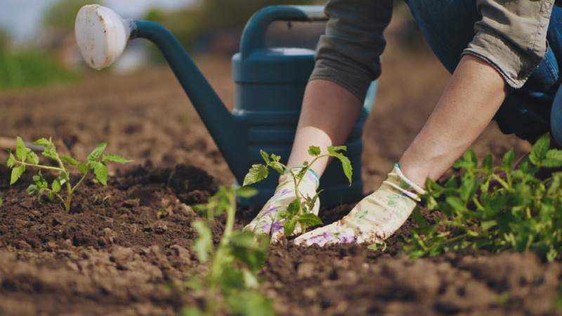 Planting Tomato Seedling